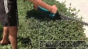 How to autumn correctly produce pruning tui