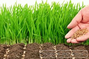 Planting lawn grass in the country in the fall