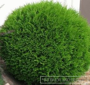 Planting and caring for the spherical thuja