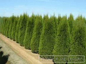 Planting and caring for touma smaragd