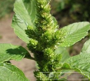 Weeds in the garden: types, names and photos