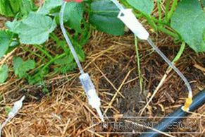 The device drip irrigation system for greenhouses
