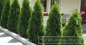 Growing pyramidal thuja on the site