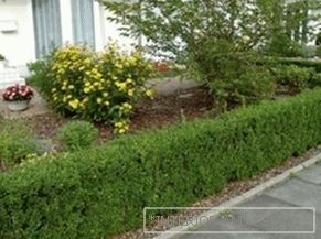 Hedge in the country