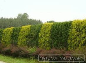 Hedge in the country